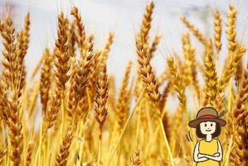 黒ビールってどうして黒いの 今さら聞けない ビールのはなし ビール女子